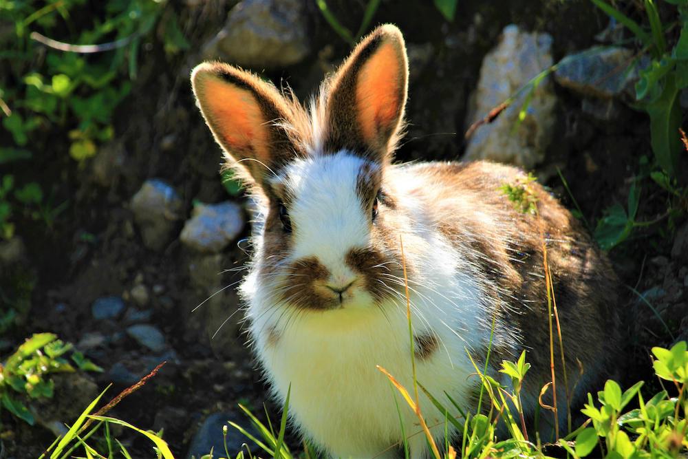 PETA et le Cruelty-Free : Ensemble pour un Monde sans Cruauté envers les animaux