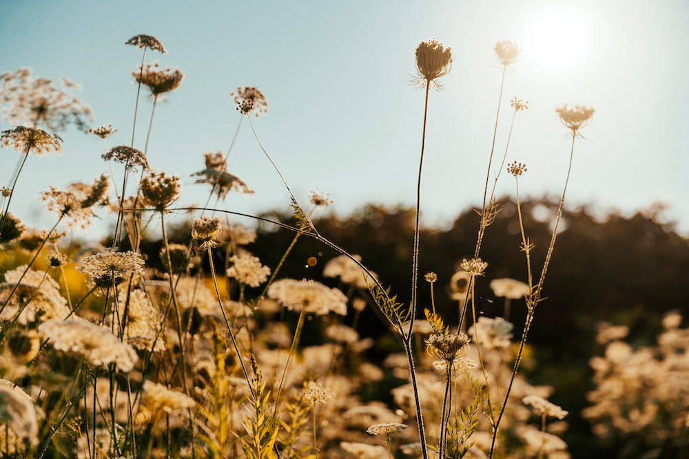 Les bienfaits des ingrédients naturels dans les soins cosmétiques pour enfants